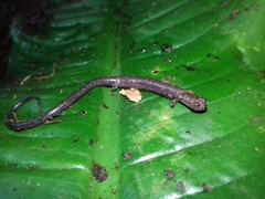 Pseudoeurycea lineola