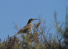 Upucerthia dumetaria