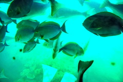 Acanthurus xanthopterus