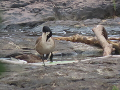 Branta canadensis