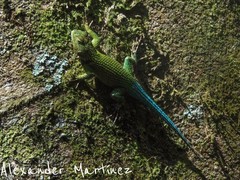 Sceloporus smaragdinus