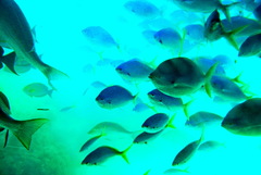 Acanthurus xanthopterus
