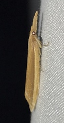 Donacaula albicostellus