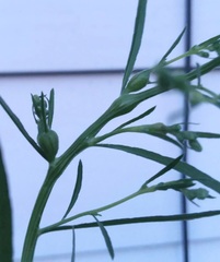 Neolasioptera erigeroni