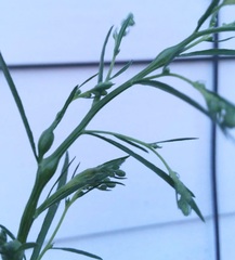 Neolasioptera erigeroni