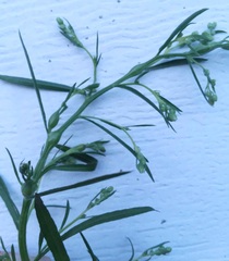 Neolasioptera erigeroni