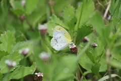 Pyrisitia lisa centralis