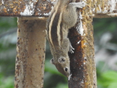 Funambulus palmarum