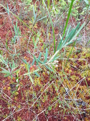 Andromeda polifolia glaucophylla