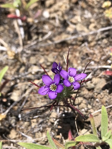 Image of Navarretia viscidula by (c) Roger Raiche, some rights reserved (CC BY)