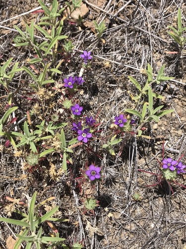 Image of Navarretia viscidula by (c) Roger Raiche, some rights reserved (CC BY)
