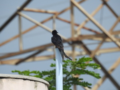 Dicrurus macrocercus