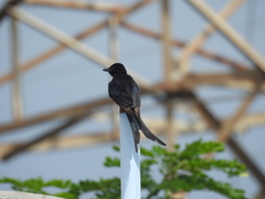 Dicrurus macrocercus