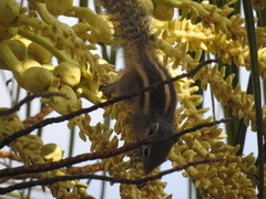 Funambulus palmarum