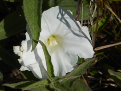 Calystegia spithamaea