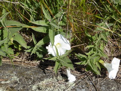Calystegia spithamaea