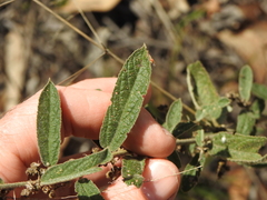 Sida hackettiana