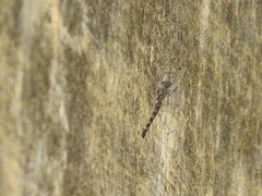 Bradinopyga geminata