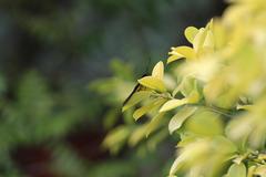 Troides aeacus formosanus