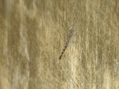 Bradinopyga geminata