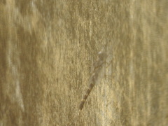 Bradinopyga geminata