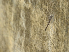 Bradinopyga geminata