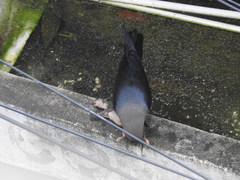 Corvus splendens