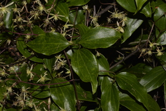 Clematis pickeringii