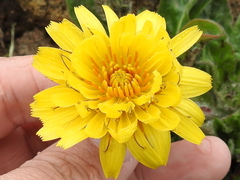 Agoseris apargioides