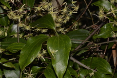 Clematis pickeringii