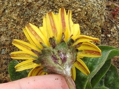 Agoseris apargioides