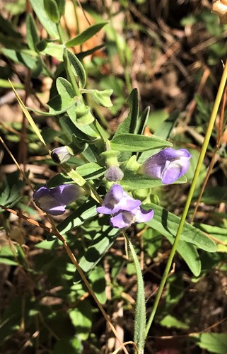 Image of Scutellaria californica by (c) Roger Raiche, some rights reserved (CC BY)