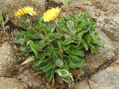 Agoseris apargioides