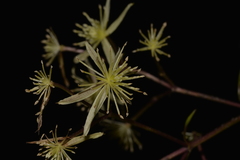 Clematis pickeringii