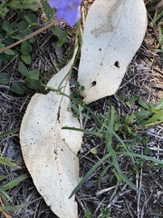 Wahlenbergia graniticola