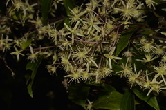 Clematis pickeringii