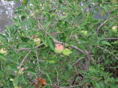 Malus