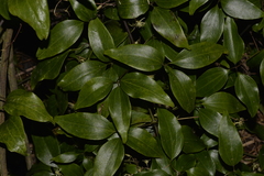 Clematis pickeringii