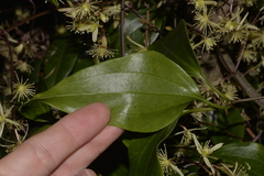 Clematis pickeringii