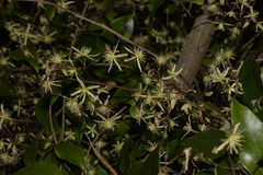 Clematis pickeringii