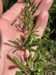 Pittosporum viscidum