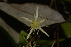 Clematis pickeringii
