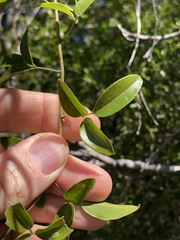 Jasminum didymum racemosum