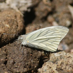 Hesperocharis costaricensis