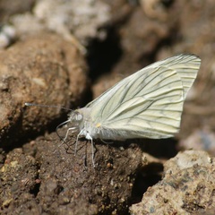 Hesperocharis costaricensis