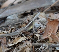 Lophognathus gilberti