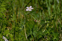 Geranium californicum