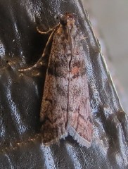 Promylea lunigerella