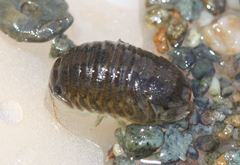 Sphaeroma quoianum