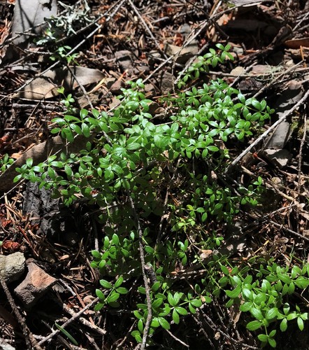 Image of Galium muricatum by (c) Roger Raiche, some rights reserved (CC BY)